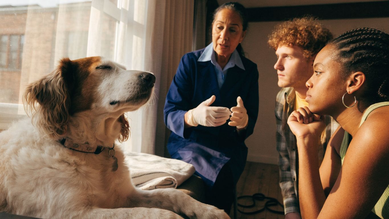 Can dogs survive cancer? Treatment options, prognosis, and quality of life