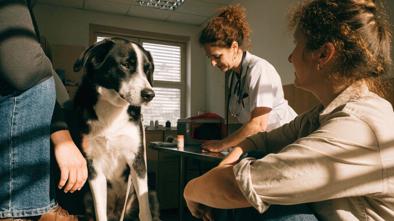 How do you know if your dog has cancer? Signs, diagnosis, and next steps